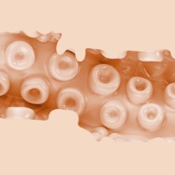 Sasha Nakamoto Makštis